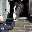 Watch: Training police horses to help deal with public disorder