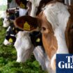 ‘We didn’t realise how hard it is’: small farmers in Europe struggle to get by