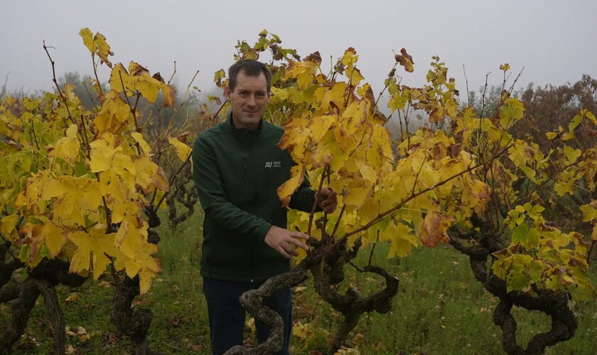 14.000 viticultores de La Rioja, País Vasco y Navarra se unen para exigir que Sánchez subvencione el "arranque" de viñas en la DOC más importante de España