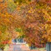 Das heitere Herbstwetter lädt zu Spaziergängen ein. Foto: Frank Hammerschmidt/dpa