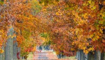 Das heitere Herbstwetter lädt zu Spaziergängen ein. Foto: Frank Hammerschmidt/dpa