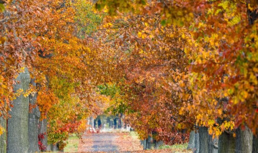 Das heitere Herbstwetter lädt zu Spaziergängen ein. Foto: Frank Hammerschmidt/dpa