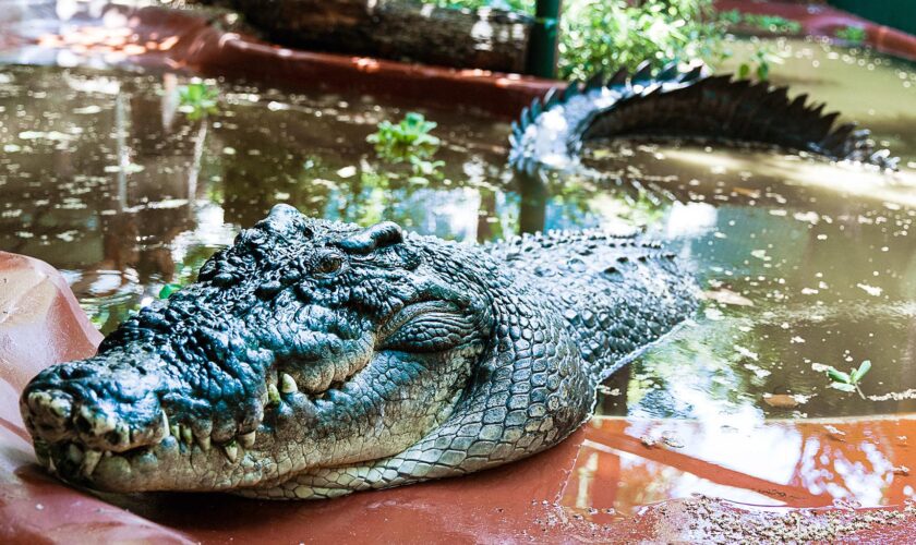 Cassius, le plus grand crocodile du monde en captivité est mort en Australie