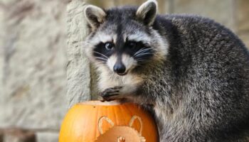 One of four missing raccoons found after escaping Isle of Wight zoo