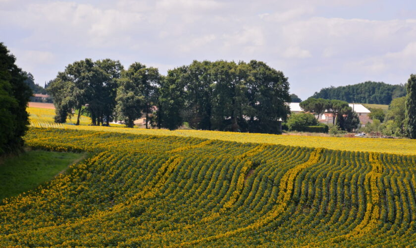 Des chercheurs ont analysé des champs bios depuis 20 ans, ce qu'ils ont découvert dans le sol est déroutant