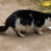 Photos show starving cat's insane transformation after she's found 'eating rubbish'