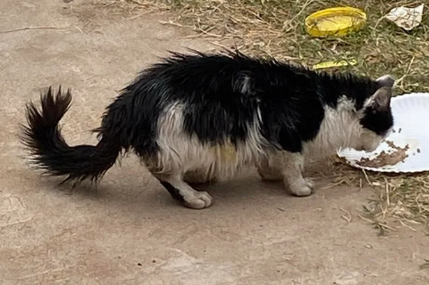 Photos show starving cat's insane transformation after she's found 'eating rubbish'