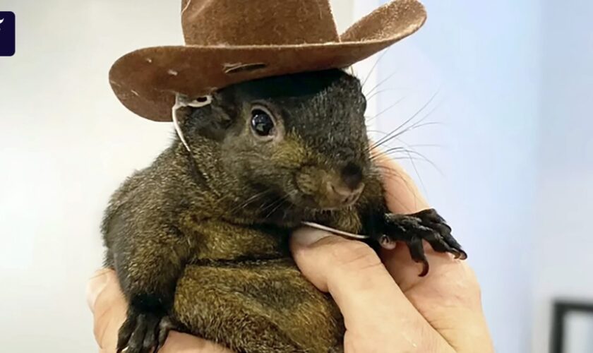 Berühmtes Eichhörnchen Peanut ist laut Besitzer tot