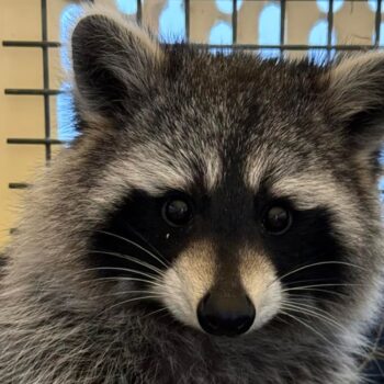 Runaway raccoon number two is now safely behind bars. Pic: Facebook/Amazon World Zoo Park