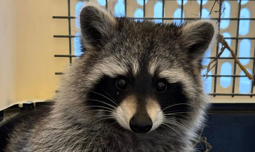 Runaway raccoon number two is now safely behind bars. Pic: Facebook/Amazon World Zoo Park