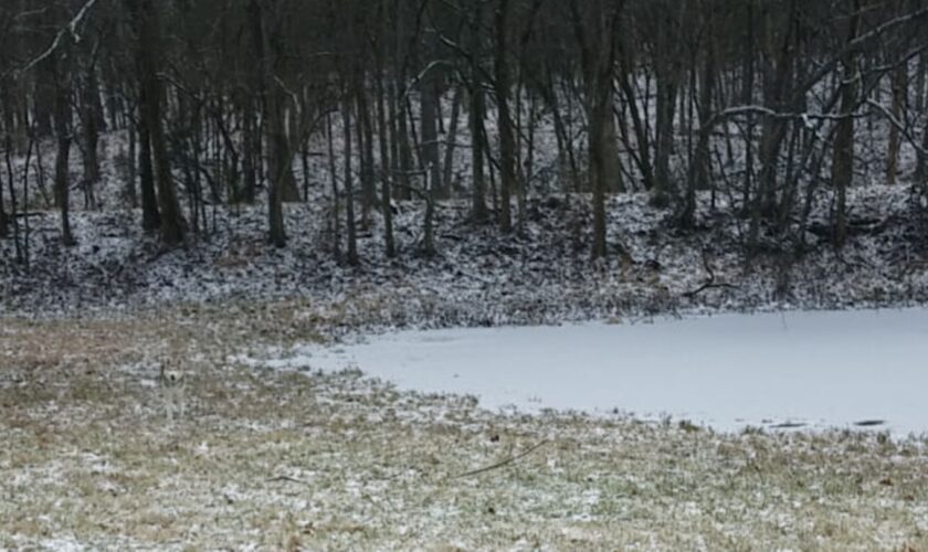 Suchbild: Augentest: Können Sie den perfekt getarnten Husky entdecken?