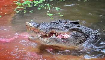 «Un membre chéri de notre famille» : Cassius, le plus grand crocodile en captivité du monde, est mort en Australie