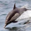 Dolphin frolic around the Habor Breeze Cruises the Triumphant whale watching ship during the Memorial Day Weekend Saturday morning trip on the Pacific Ocean off of Long Beach California, in Long Beach, Saturday, May 28, 2016. (AP Photo/Nick Ut)