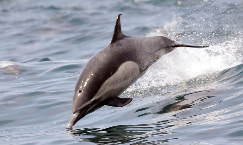 Dolphin frolic around the Habor Breeze Cruises the Triumphant whale watching ship during the Memorial Day Weekend Saturday morning trip on the Pacific Ocean off of Long Beach California, in Long Beach, Saturday, May 28, 2016. (AP Photo/Nick Ut)