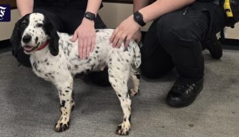 Großbritannien: Polizei findet vor acht Jahren gestohlenen Hund