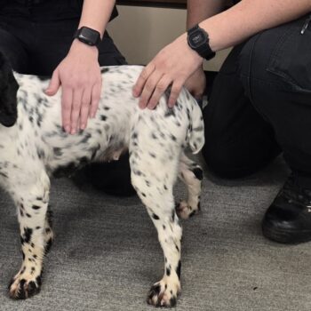 Großbritannien: Polizei findet vor acht Jahren gestohlenen Hund