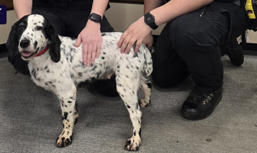 Großbritannien: Polizei findet vor acht Jahren gestohlenen Hund