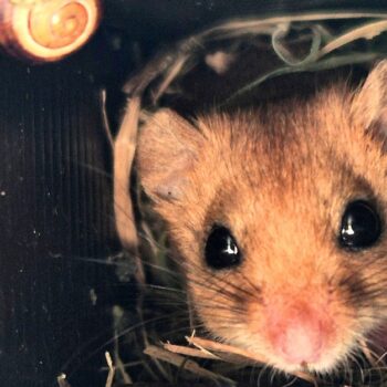 Millionenteure Bauwerke: Was Wildtierbrücken wirklich bringen