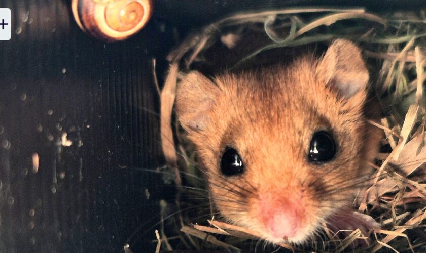 Millionenteure Bauwerke: Was Wildtierbrücken wirklich bringen