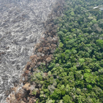 Amazonie brésilienne : le rythme de la déforestation à son plus bas niveau depuis neuf ans