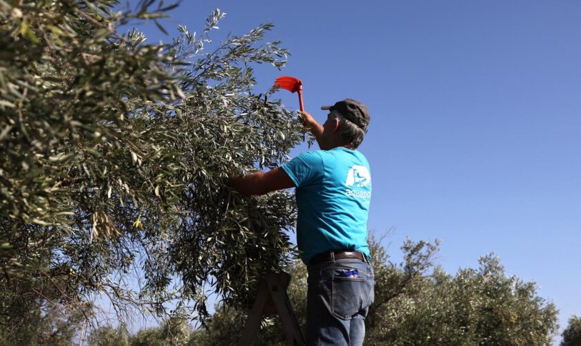 « Qui va récolter nos olives ? » : l’Europe face aux dilemmes de l’effondrement de sa population active