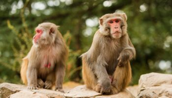 Locals warned to shut windows as 40 monkeys escape lab