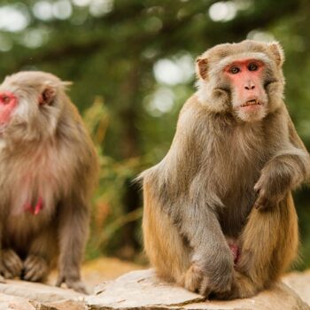 Locals warned to shut windows as 40 monkeys escape lab