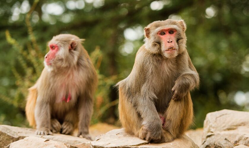 Locals warned to shut windows as 40 monkeys escape lab