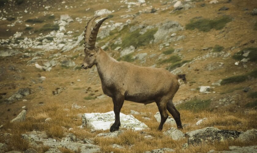 Des scientifiques sonnent l'alarme: les bouquetins des Alpes commencent à vivre la nuit