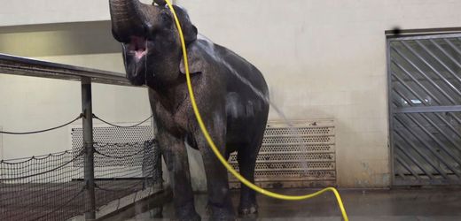 Berliner Zoo: Elefantenkuh Mary duscht sich mit Wasserschlauch statt mit ihrem Rüssel