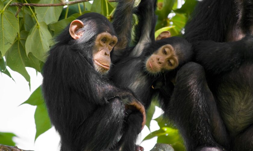 Two baby chimpanzees