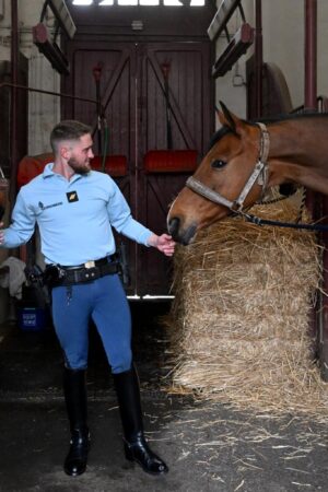 Ces quatre chevaux de la Garde républicaine vont recevoir une médaille militaire le 11 novembre