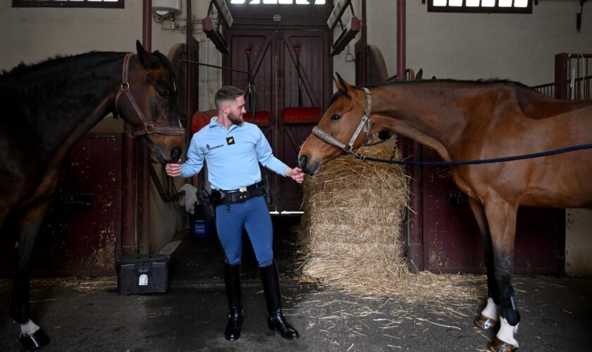 Ces quatre chevaux de la Garde républicaine vont recevoir une médaille militaire le 11 novembre