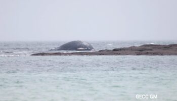 Dans la Manche, une baleine morte retrouvée échouée dans le Val de Saire