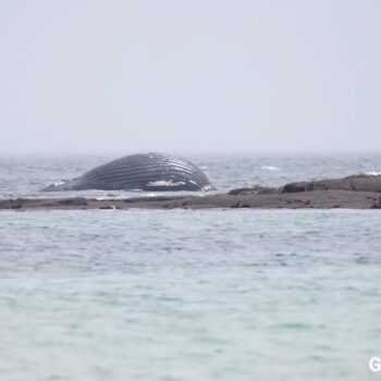 Dans la Manche, une baleine morte retrouvée échouée dans le Val de Saire