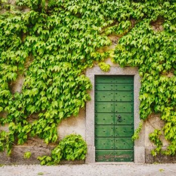 Brits explain simple method for banishing persistent garden plant