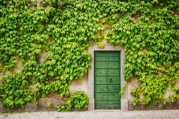 Brits explain simple method for banishing persistent garden plant