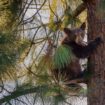 Bear cub spotted in tree outside school forces California students to shelter in place