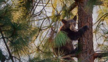 Bear cub spotted in tree outside school forces California students to shelter in place