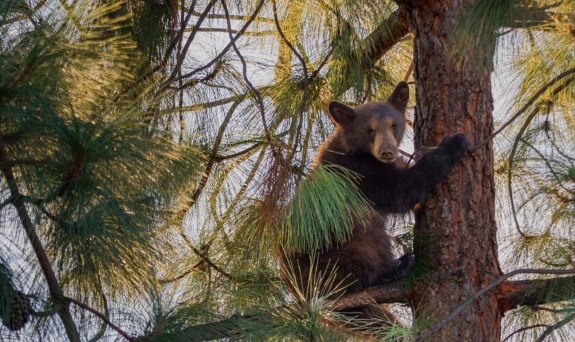 Bear cub spotted in tree outside school forces California students to shelter in place