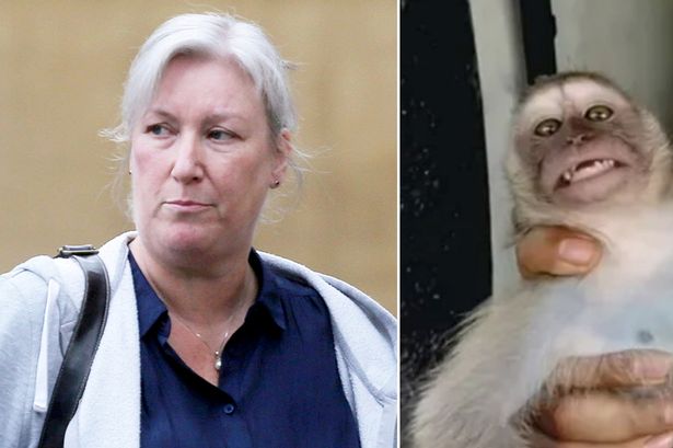 Inside sick world of monkey torture from brutal blenders to sadistic killer's instructions