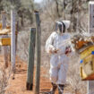 Kenya : les abeilles comme solution au conflit entre éléphants et êtres humains