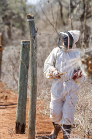 Kenya : les abeilles comme solution au conflit entre éléphants et êtres humains