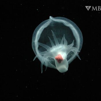 Decades after spotting a mysterious creature in the deep, researchers announce a new species