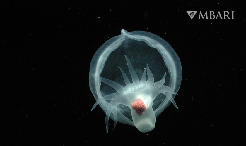 Decades after spotting a mysterious creature in the deep, researchers announce a new species