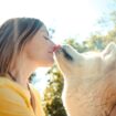 Il est temps d'arrêter les bisous avec votre chien, on vous explique pourquoi