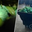 More than $31M of meth concealed in shipment of peppers seized at Texas-Mexico border