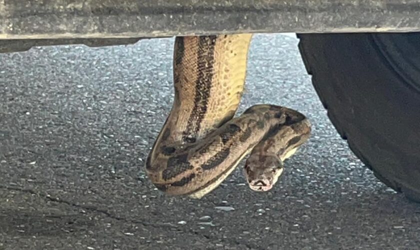 Arizona firefighters remove boa constrictor from pickup truck: 'Unusual call'