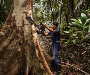 Kaffee, Holz, Soja, Kakao: EU-Parlament billigt ein Jahr Aufschub für Gesetz gegen Abholzung