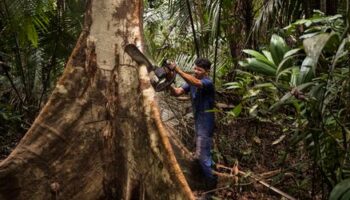 Kaffee, Holz, Soja, Kakao: EU-Parlament billigt ein Jahr Aufschub für Gesetz gegen Abholzung